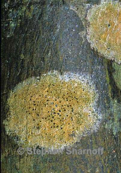 lichen 1028.33 graphic