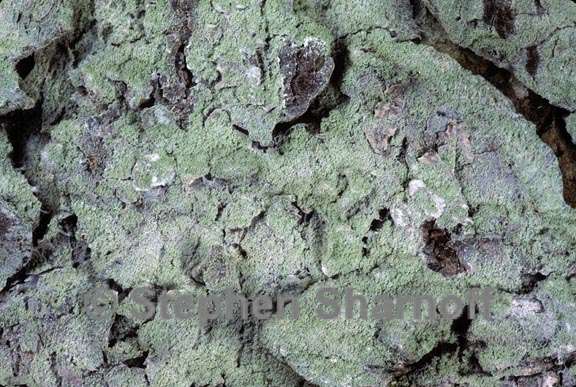 lichen 46 graphic