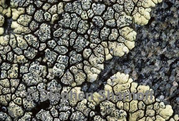 lichen 58 graphic