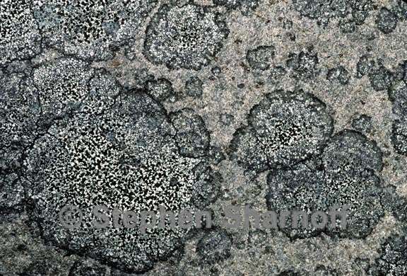 lichen 67 graphic