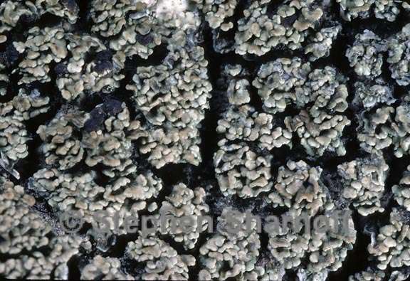 lichen 76 graphic