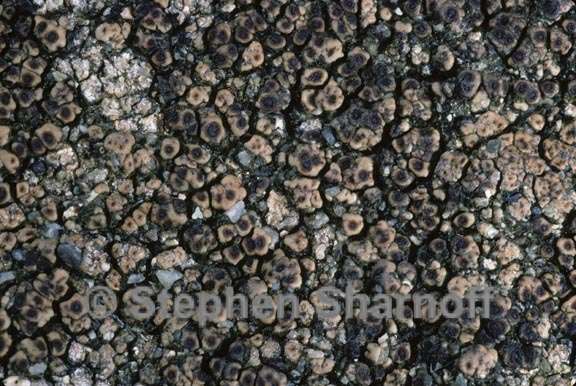 lichen 83 graphic
