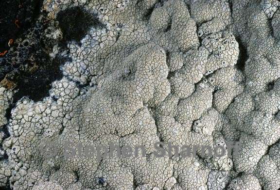 lichen 105 graphic