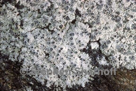 lichen 113 graphic