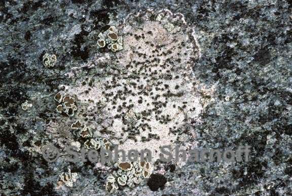 lichen 140 graphic