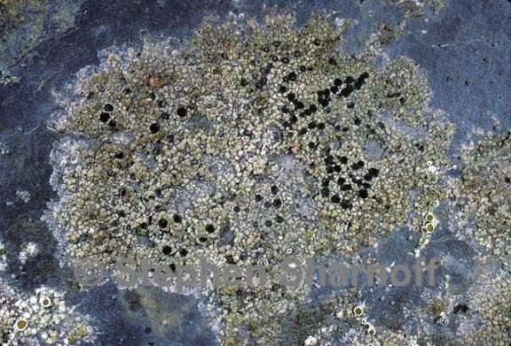 lichen 144 graphic