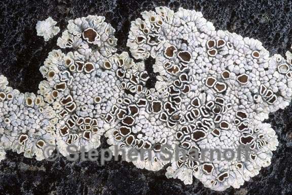 lichen 145 graphic