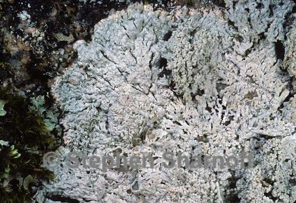 lichen 154 graphic