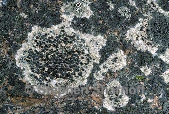 lichen 155 graphic