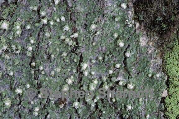 lichen 156 graphic