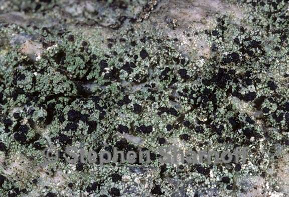 lichen 1526.17 graphic