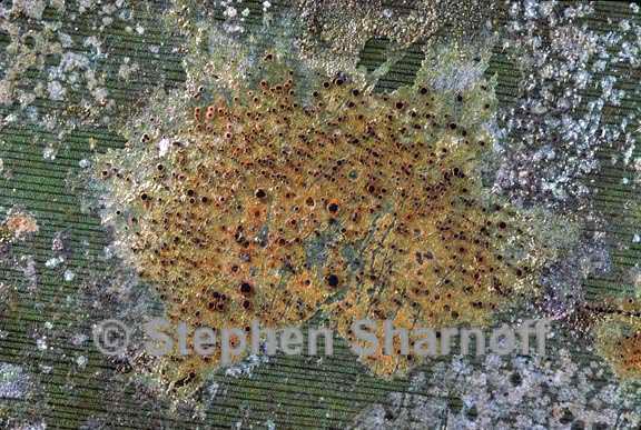 lichen 168 graphic