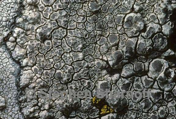 lichen 203 graphic