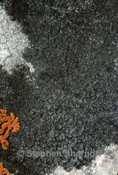 lichen 224 graphic
