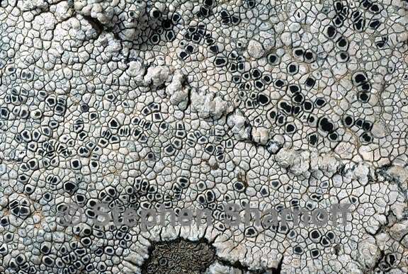 lichen 246 graphic