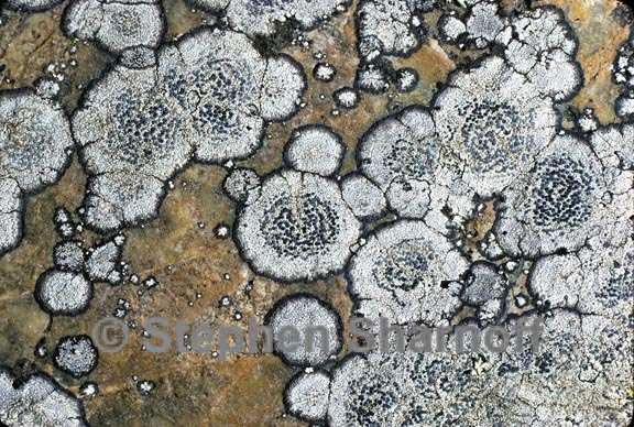 lichen 1 graphic