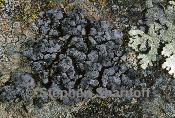 lichen 252 graphic