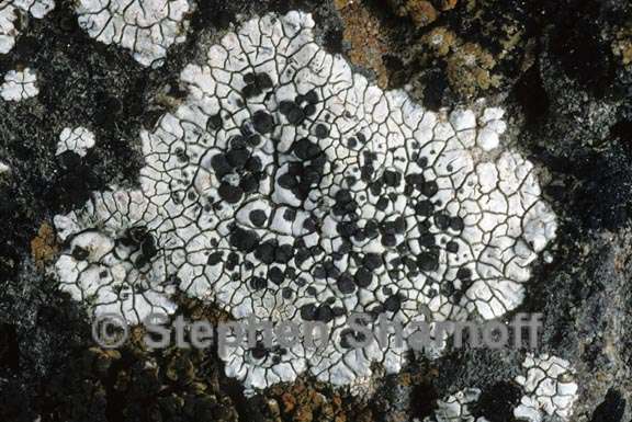 lichen 259 graphic