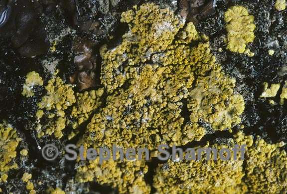 lichen 260 graphic