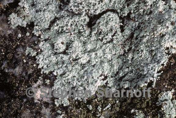 lichen 264 graphic