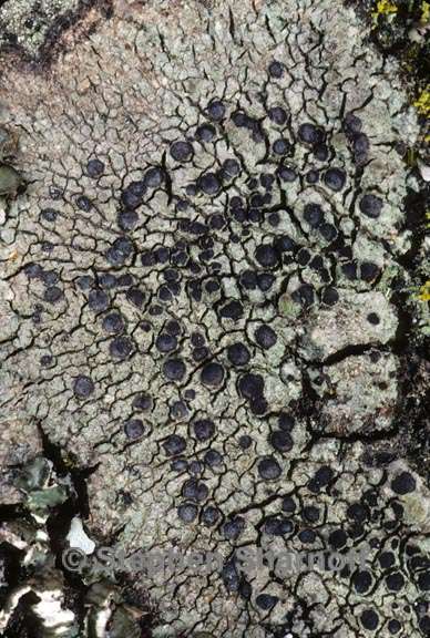 lichen 265 graphic