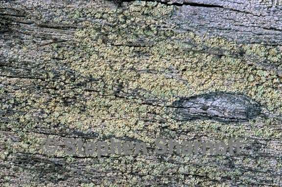 lichen 268 graphic