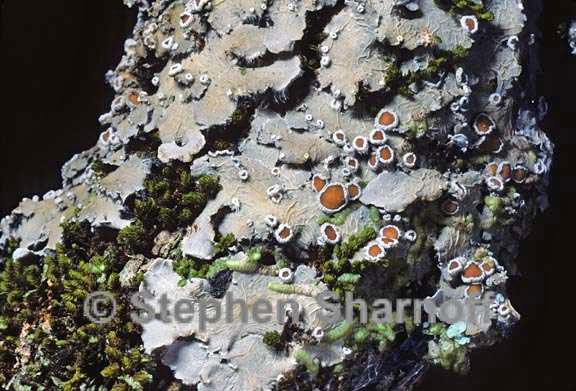 lichen 4 graphic