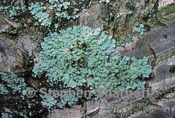 lichen 6 graphic