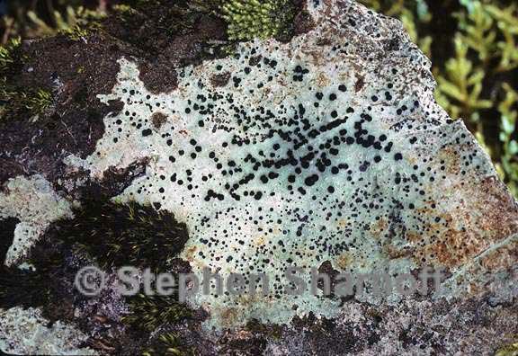 lichen 7 graphic