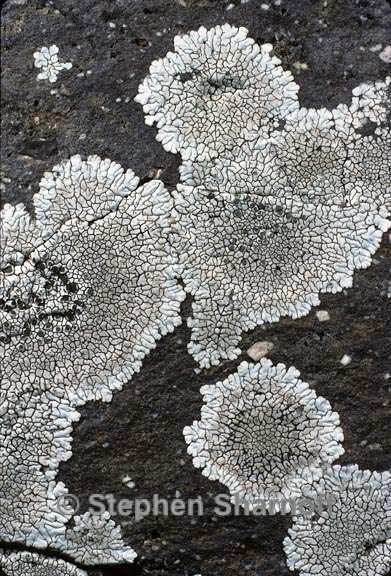 lichen 8 graphic