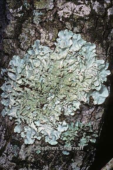 lichen 802 35 graphic