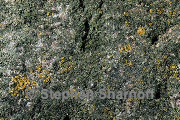 lichen 997_19 graphic