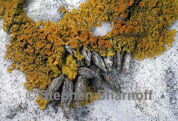 xanthoria parietina with pupae graphic