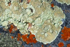 lichen 2 thumbnail graphic