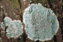 lichen 142 35 thumbnail graphic