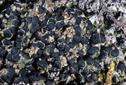 lichen 1436.27 thumbnail graphic