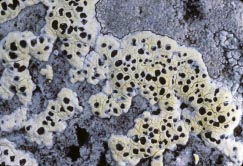 lichen 9 thumbnail graphic