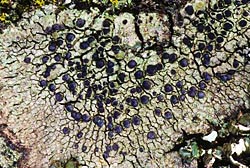 lichen 2326_22 thumbnail graphic