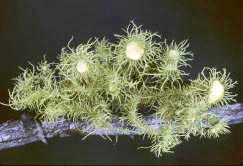 usnea parvula thumbnail graphic