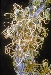 usnea rubicunda thumbnail graphic