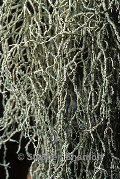 usnea 1632.37 graphic