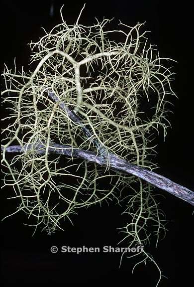 usnea 646 16 graphic