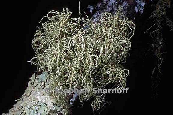 usnea 823 09 graphic