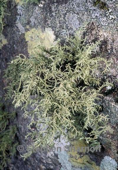 usnea amblyoclada 1 graphic