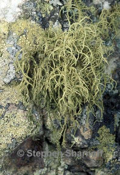 usnea amblyoclada 2 graphic