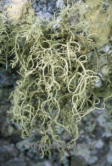 usnea amblyoclada 3 graphic