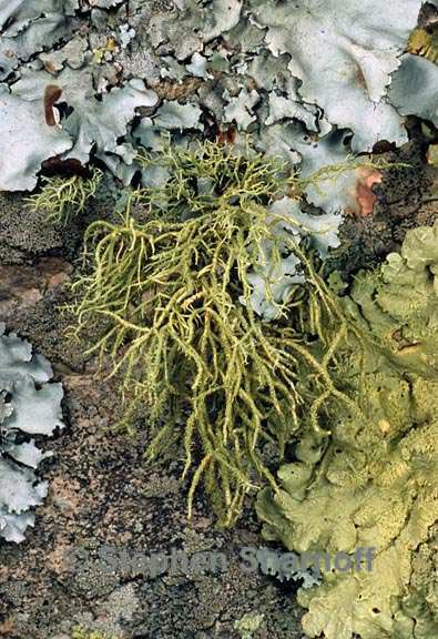 usnea amblyocalada 4 graphic