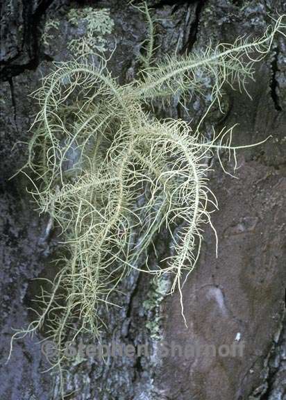 usnea baileyi 1 graphic