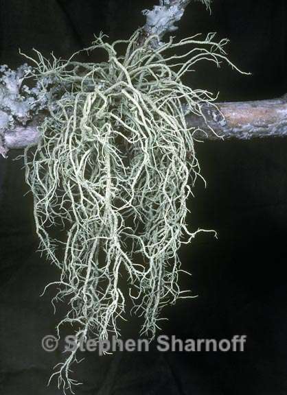 usnea baileyi 2 graphic