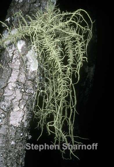 usnea baileyi 3 graphic